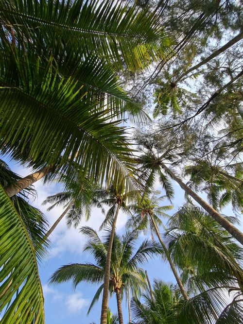 Free Looking up at tropical palm trees with a clear blue sky and scattered clouds. Stock Photo