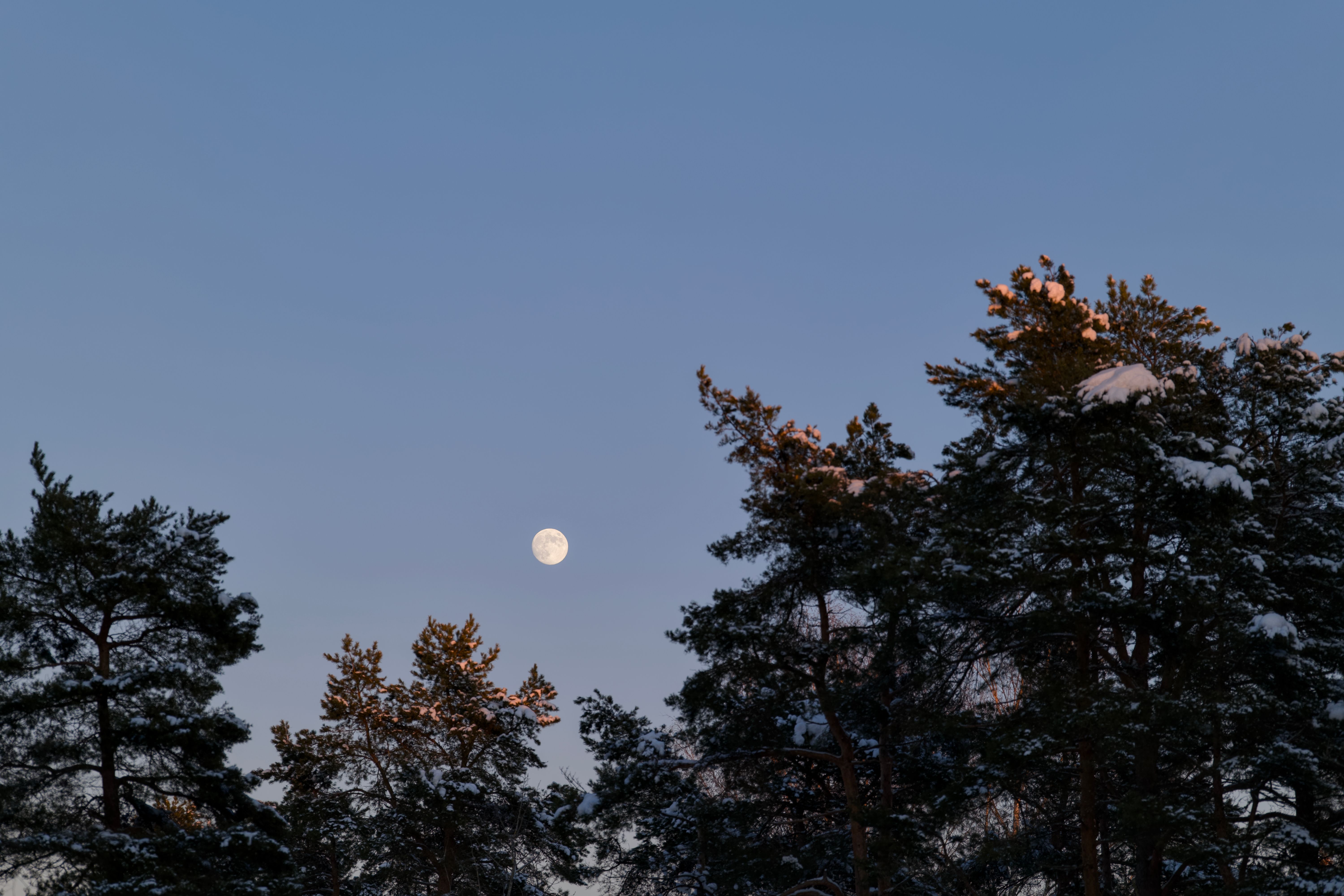 Full moon shining over snow-covered trees, creating a serene winter evening scene.
