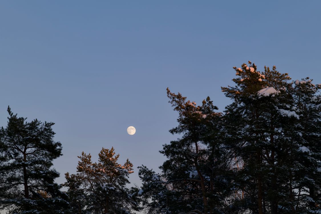 有关傍晚天空, 冬天的晚上, 冬季, 冬季景觀, 冬季森林, 冷, 冷色調, 冷靜, 剪影, 和平的, 夜空, 天性, 天空, 孤獨, 安靜 ...