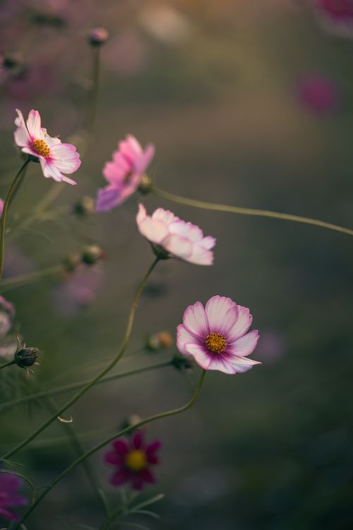 Free Soft focus on delicate pink Cosmos flowers swaying in the wind outdoors. Stock Photo
