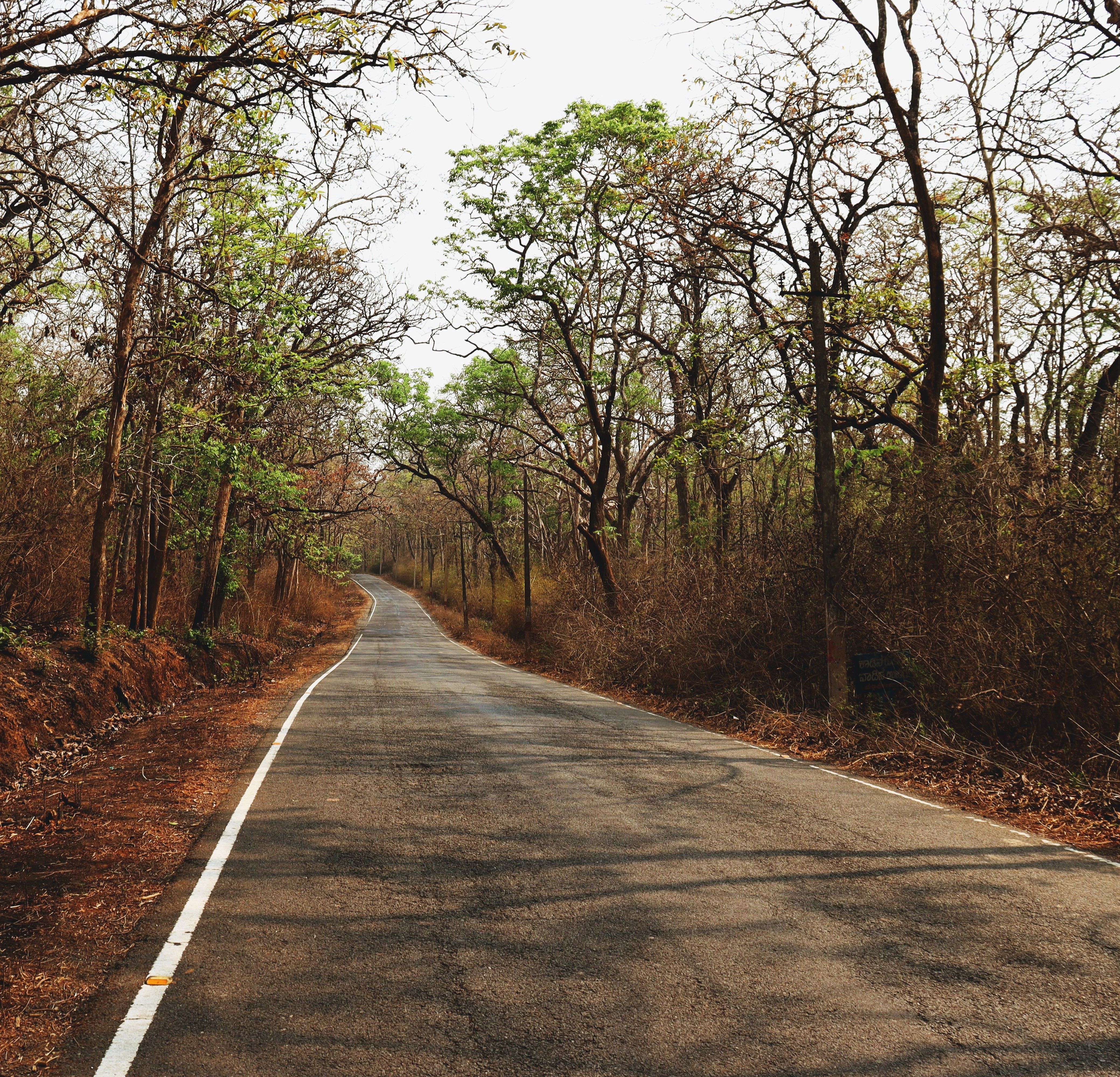 Empty road curving through Aravalli scrub near Damdama Lake at golden hour