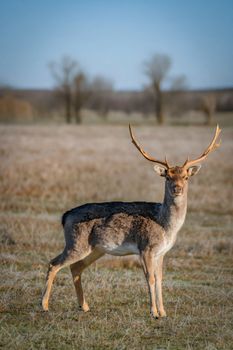 A roe deer with antlers stands alert in a serene spring meadow, surrounded by nature.