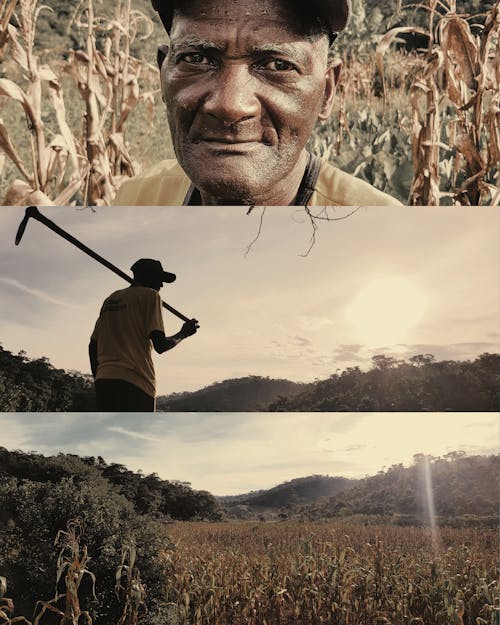 Homem Idoso Em Pé Ao Lado Do Campo De Milho