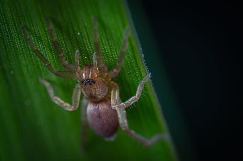 Δωρεάν στοκ φωτογραφιών με αράχνη, αραχνοειδές έντομο, γκρο πλαν Φωτογραφία από στοκ φωτογραφιών