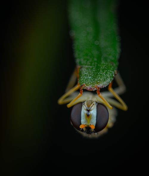 Free Detailed macro photograph of a hoverfly on a dew-covered leaf. Stock Photo
