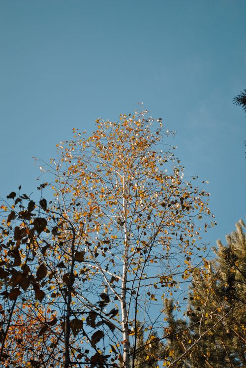 Free Tall trees with autumn leaves set against a clear blue sky, capturing a serene fall vibe. Stock Photo