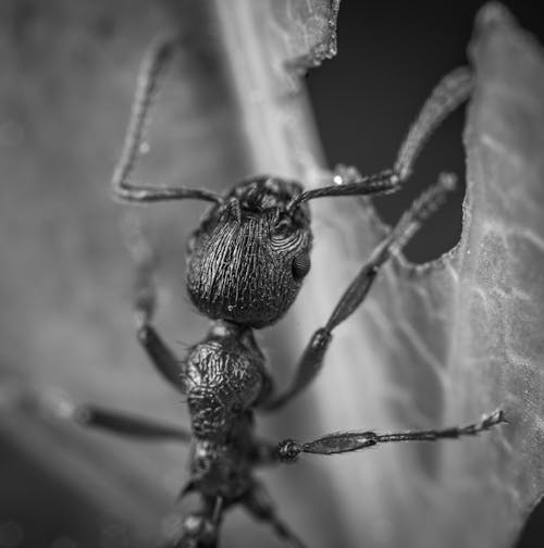 Grayscale Photography of Ant