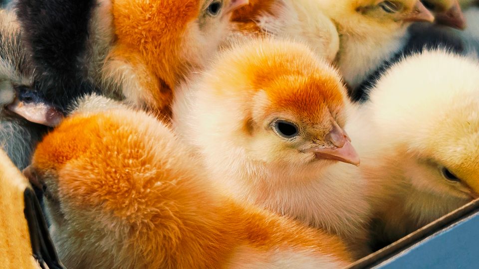Mixed-colour day-old chicks in a cardboard box