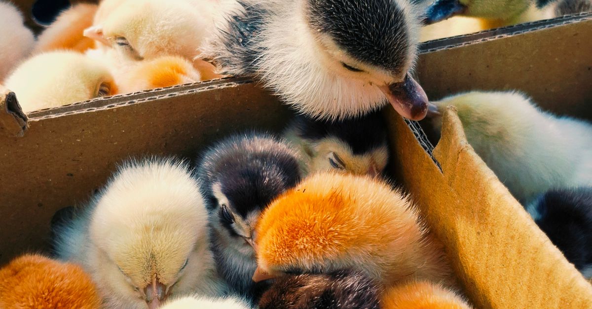 Pollitos En Ruga Adorables Pollitos Peludos En Una Caja De Cartón · Foto de stock gratuita