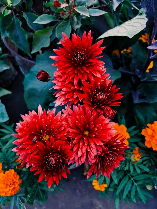 Free Close-up of vivid red chrysanthemums surrounded by lush foliage and orange marigolds. Stock Photo