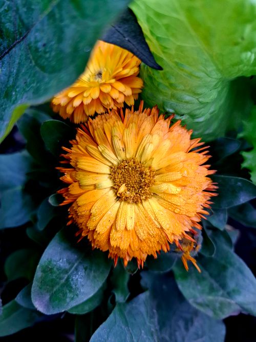 Free Close-up of a vibrant marigold flower with dewdrops in a lush green garden. Stock Photo