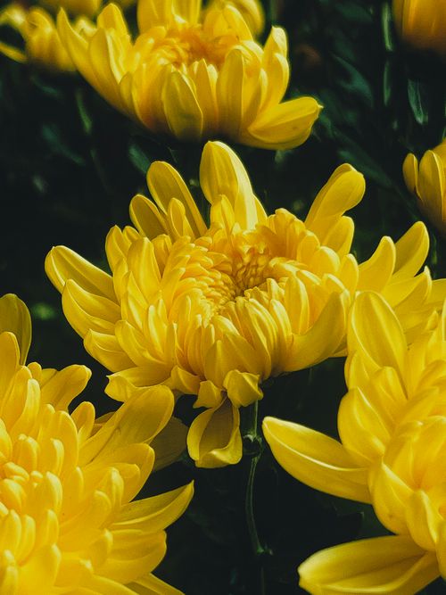 Free Close-up of vibrant yellow chrysanthemums, showcasing their full bloom and intricate petal details. Stock Photo
