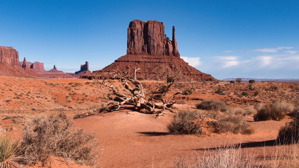 Monument Valley con la icónica formación West Mitten y árbol seco en primer plano