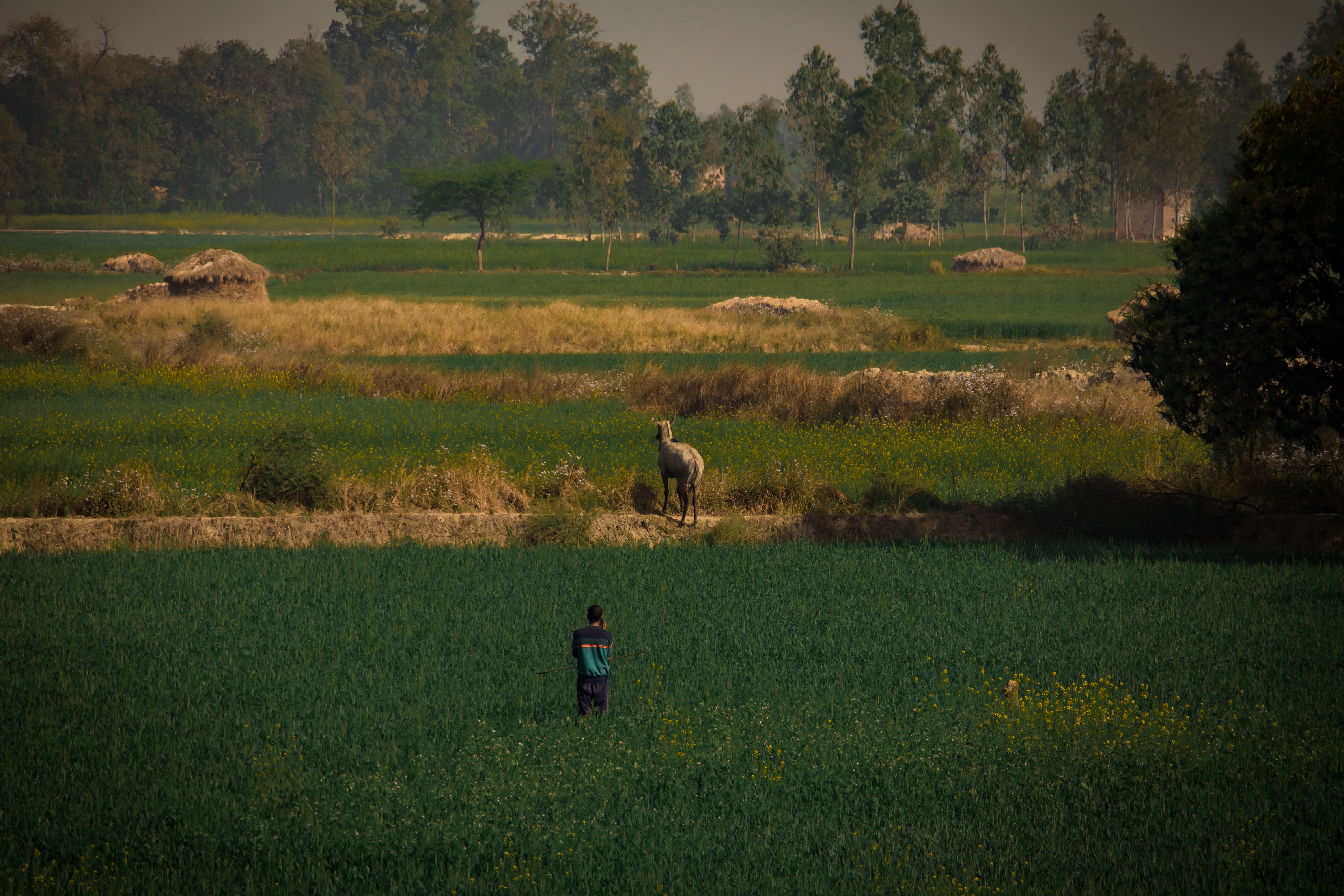 Raebareli