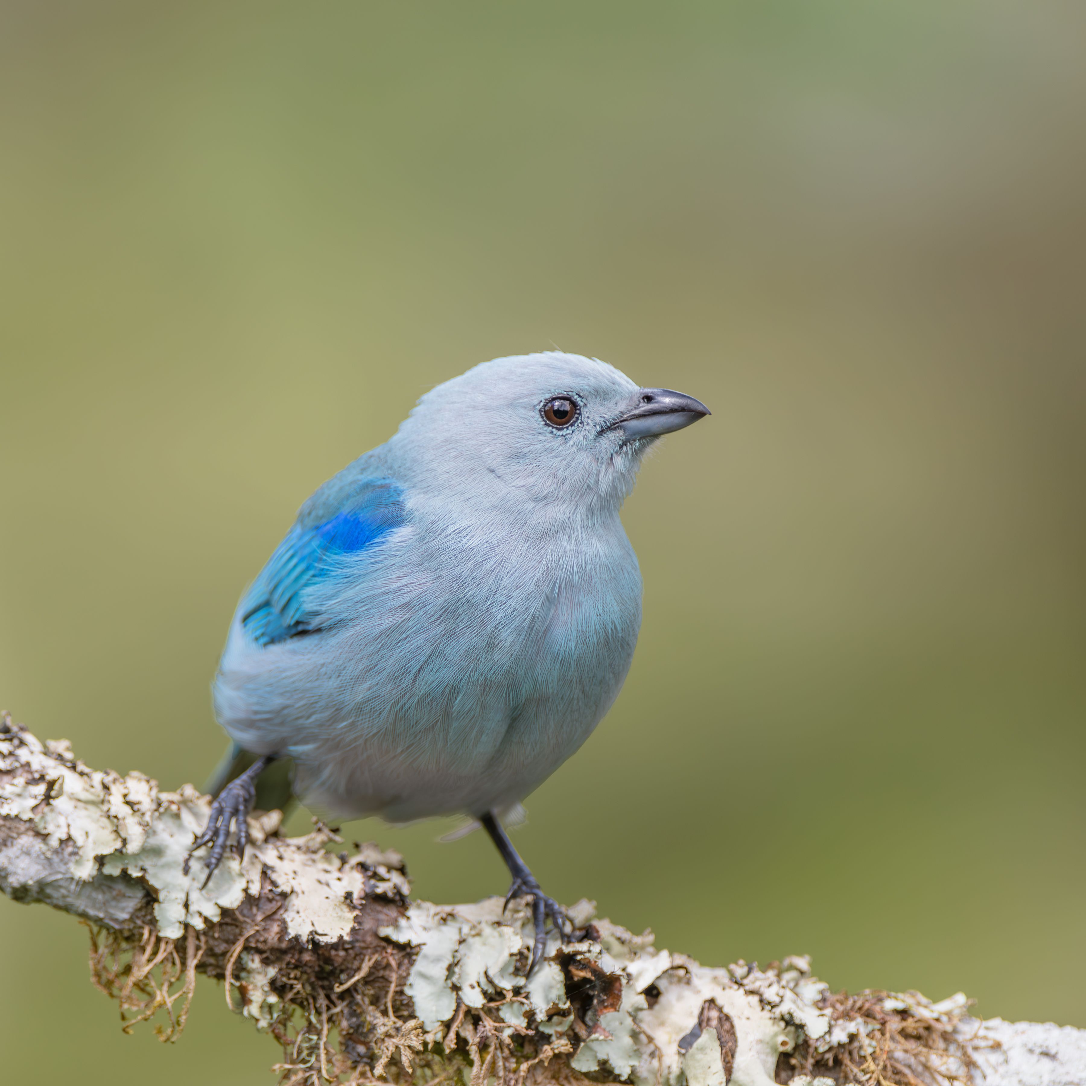 A Blue-Gray Tanager perches gracefully on a mossy branch in Costa Rica's vibrant nature.