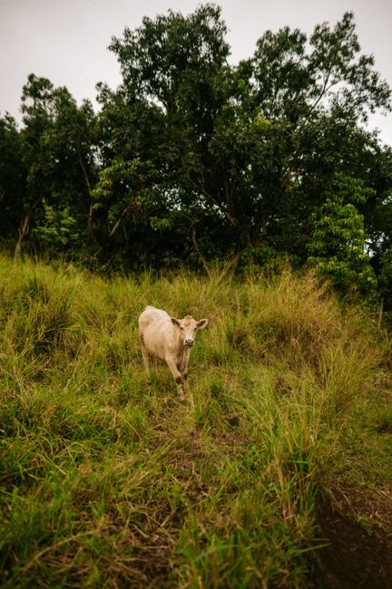 A lone cow grazes on a lush green hillside surrounded by trees in Haleiwa, Hawaii.