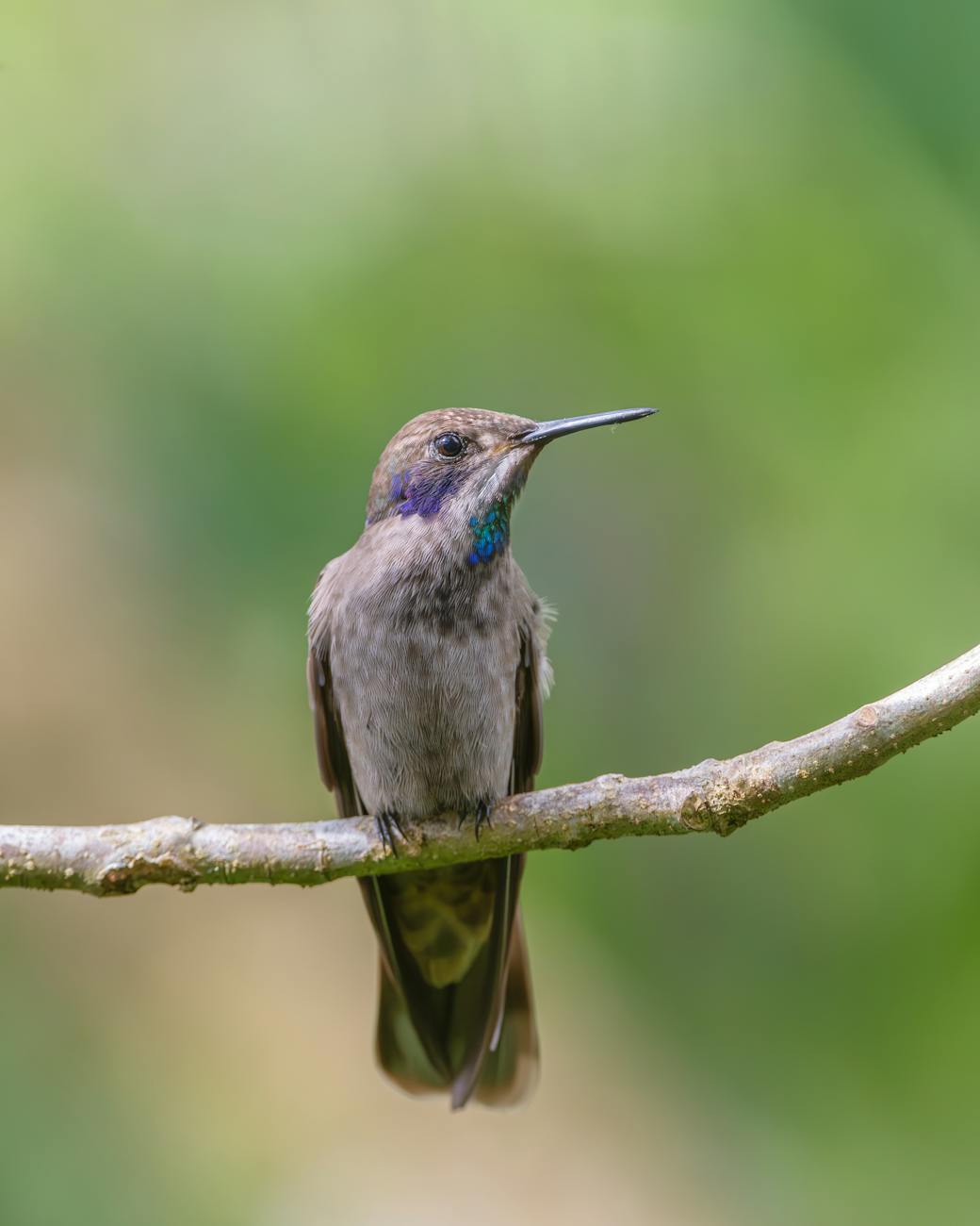 Wildlife photography of a bird