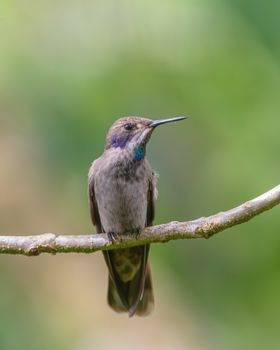 Close-up of a Purple-throated Mountain-gem perched in the lush forests of Costa Rica.