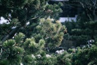 Serene Pine Trees in Nanjing Garden