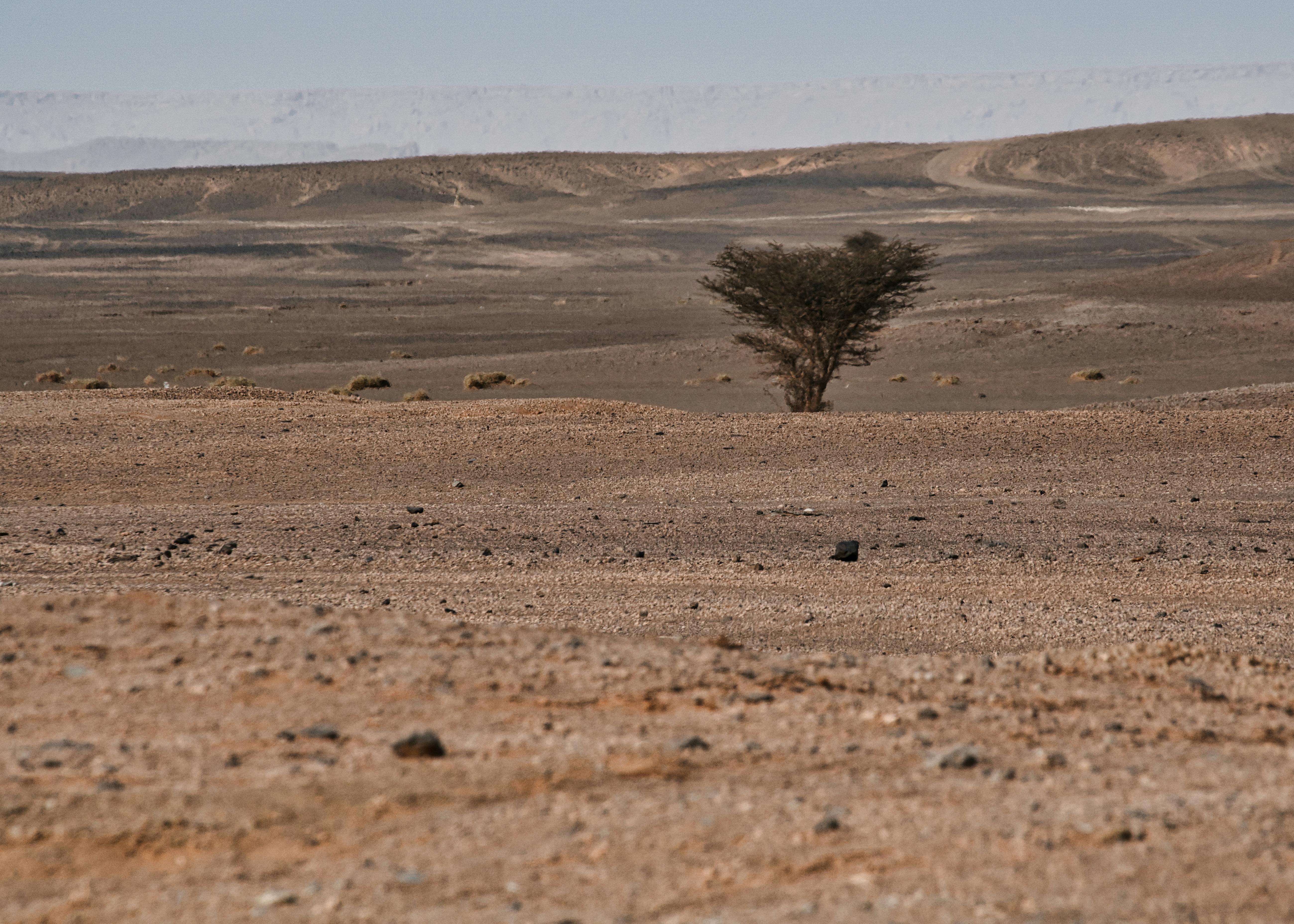 Paisaje del Sahel con una acacia
