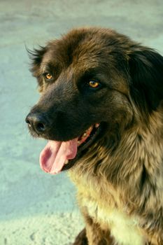 dog