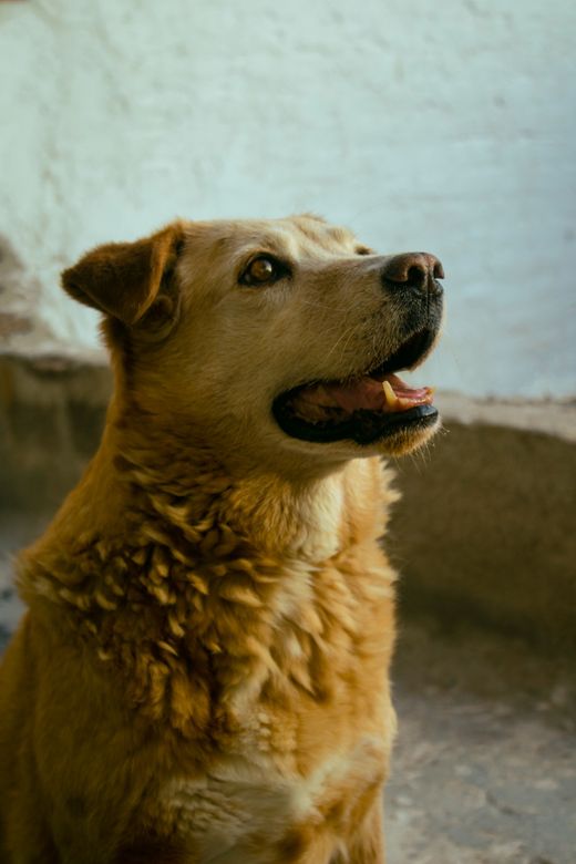 Vidám golden retriever