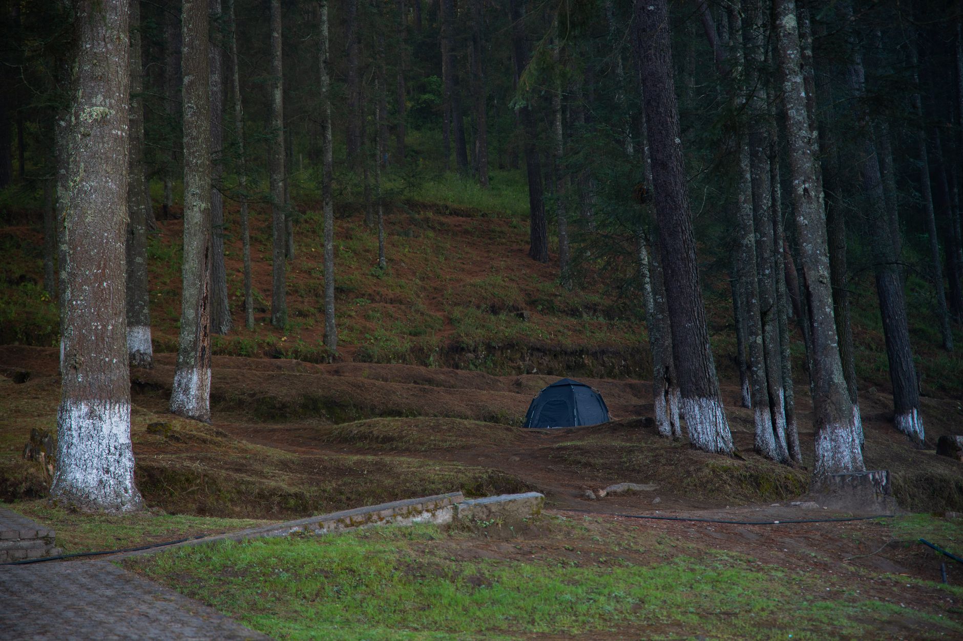 Pemandangan pagi hari yang berkabut di area camping ground dan penangkaran rusa Ranca Upas Ciwidey Pemandangan pagi hari yang berkabut di area camping ground dan penangkaran rusa Ranca Upas Ciwidey