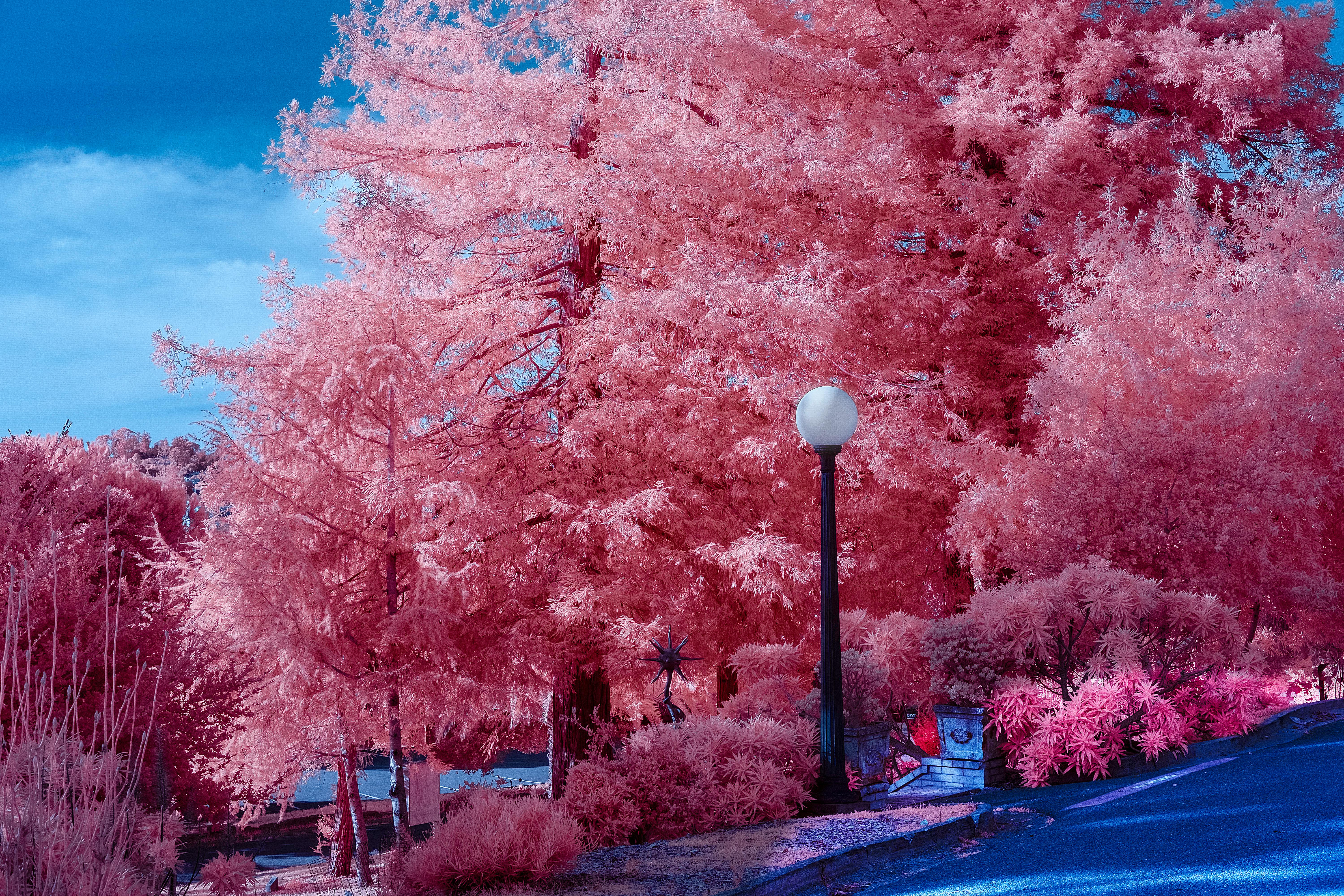 A surreal infrared image of vibrant pink trees in a park setting under a bright blue sky.
