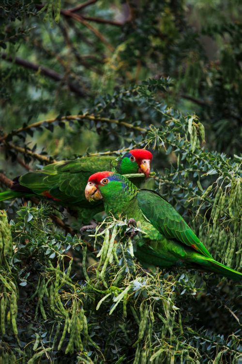 Free Two vibrant Red-fronted Parrots perched amidst lush green foliage, exhibiting natural beauty. Stock Photo