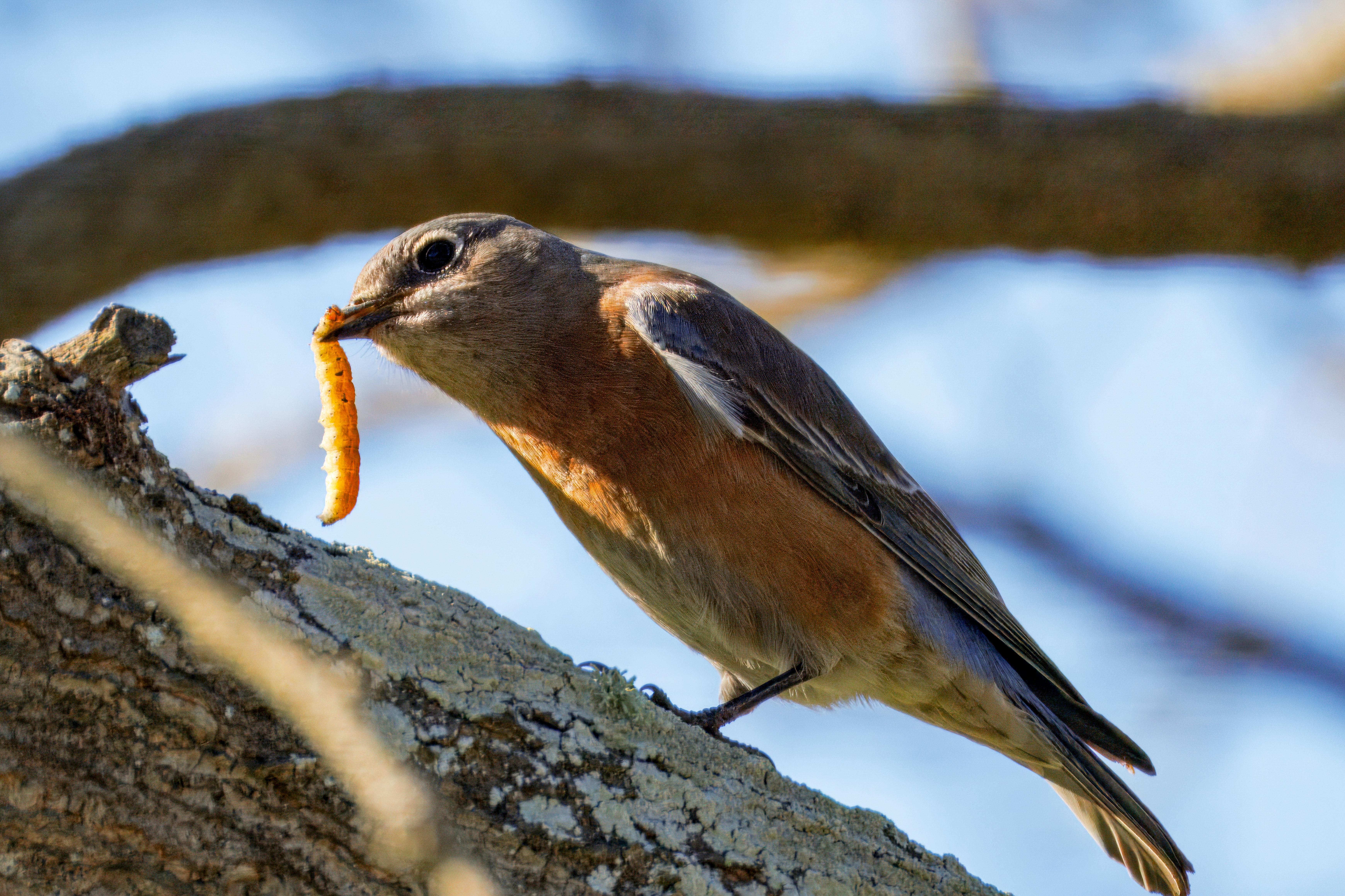 Atkins Diet A Small Guide