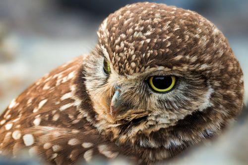 Free Detailed close-up of a burrowing owl showcasing its striking eyes and plumage. Stock Photo