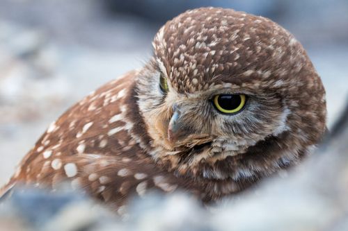 Free A detailed close-up of a burrowing owl with striking yellow eyes and spotted feathers. Stock Photo