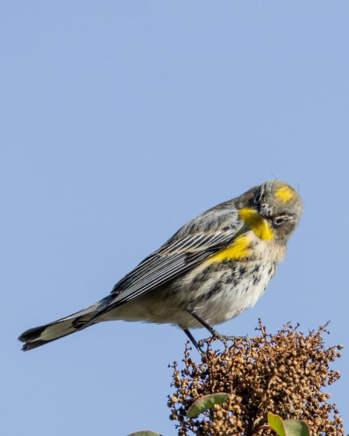 Free Vibrant yellow-rumped warbler sitting gracefully on a blooming branch against a clear blue sky. Stock Photo