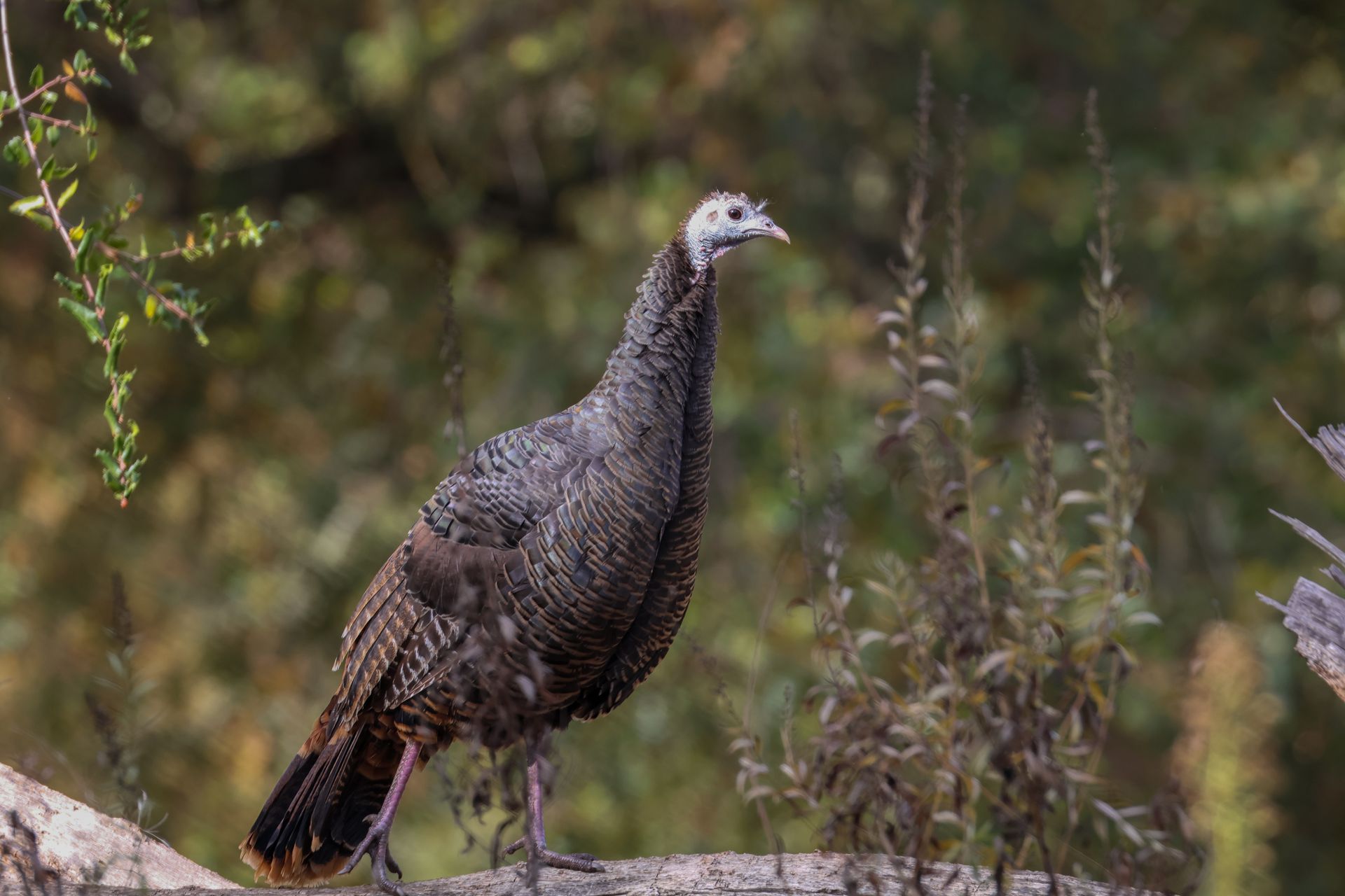 A wild turkey stands on a log surrounded by greenery, showcasing its natural plumage.