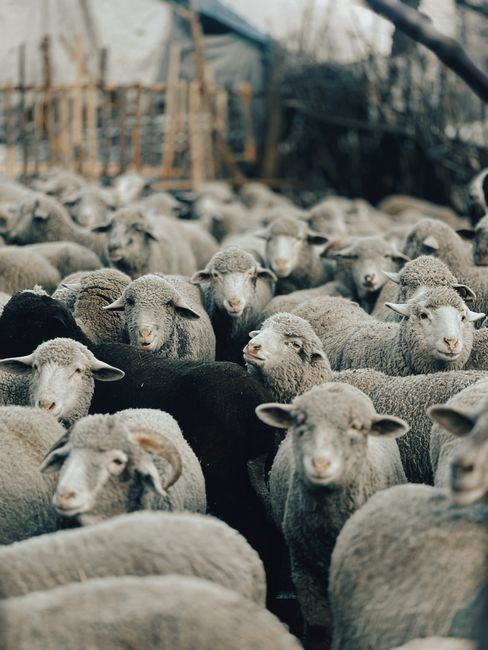 A dense flock of sheep in a rural enclosure, illustrating sheep farming.