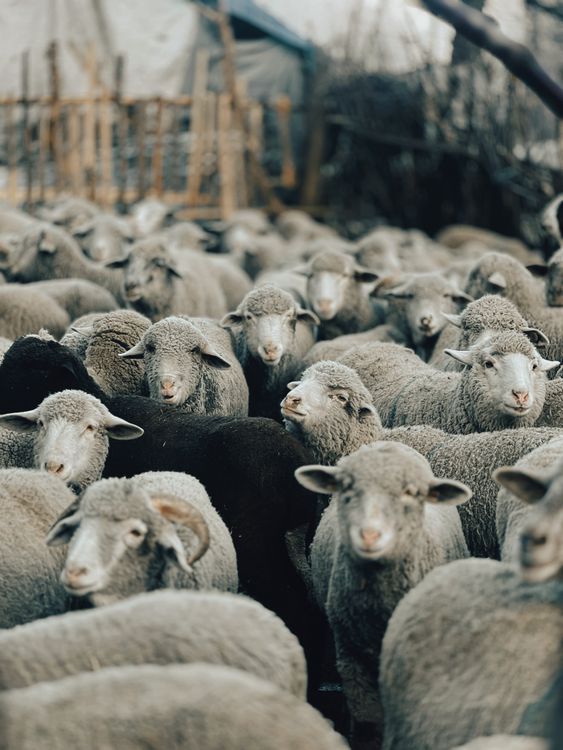 Setting Sheep Flock of Sheep Grazing in Pastoral Setting · Free Stock Photo