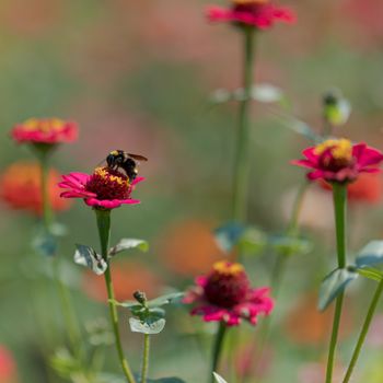 Allow pollination
