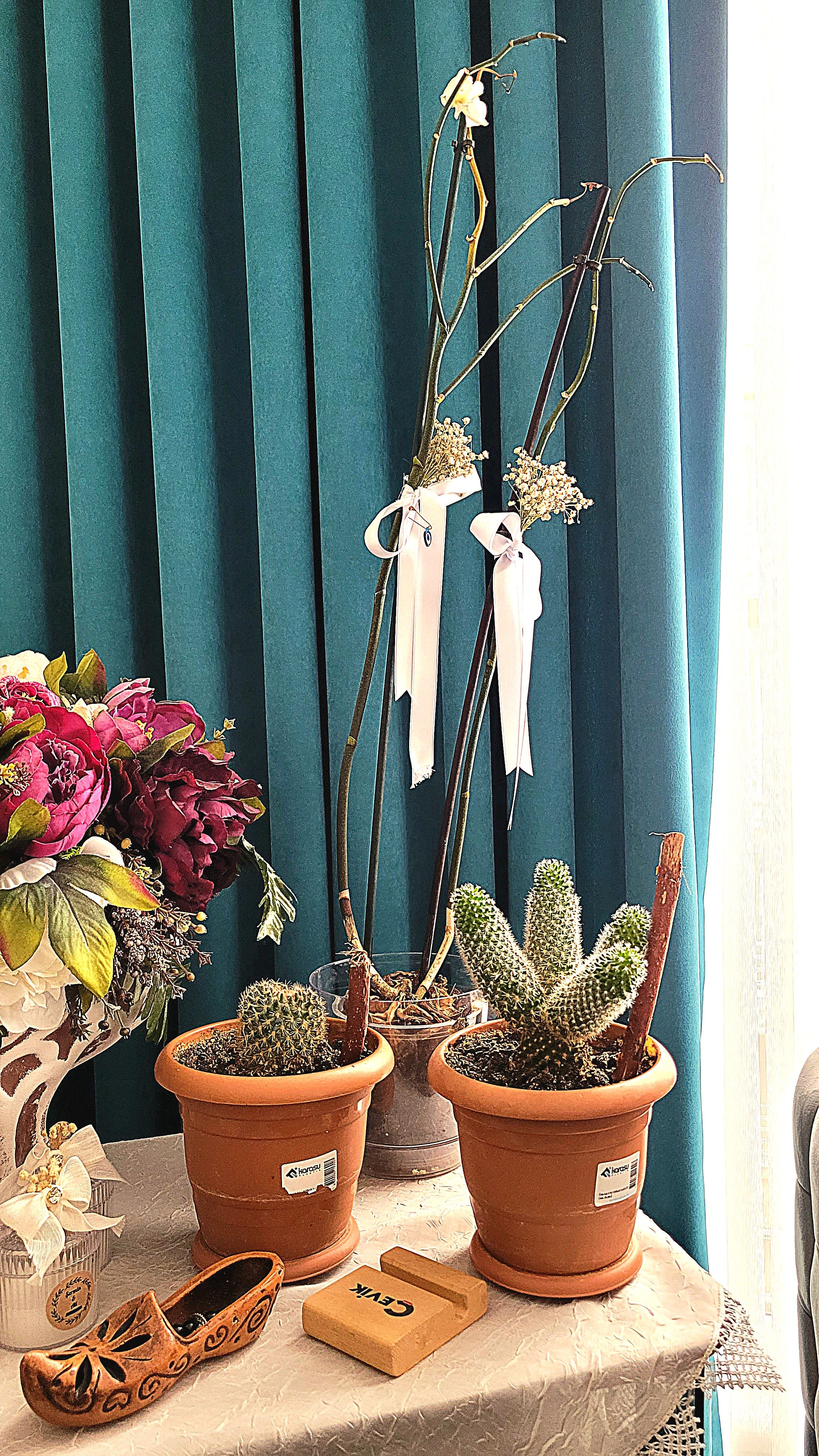 Indoor display of potted cacti and decorative items against a teal curtain.