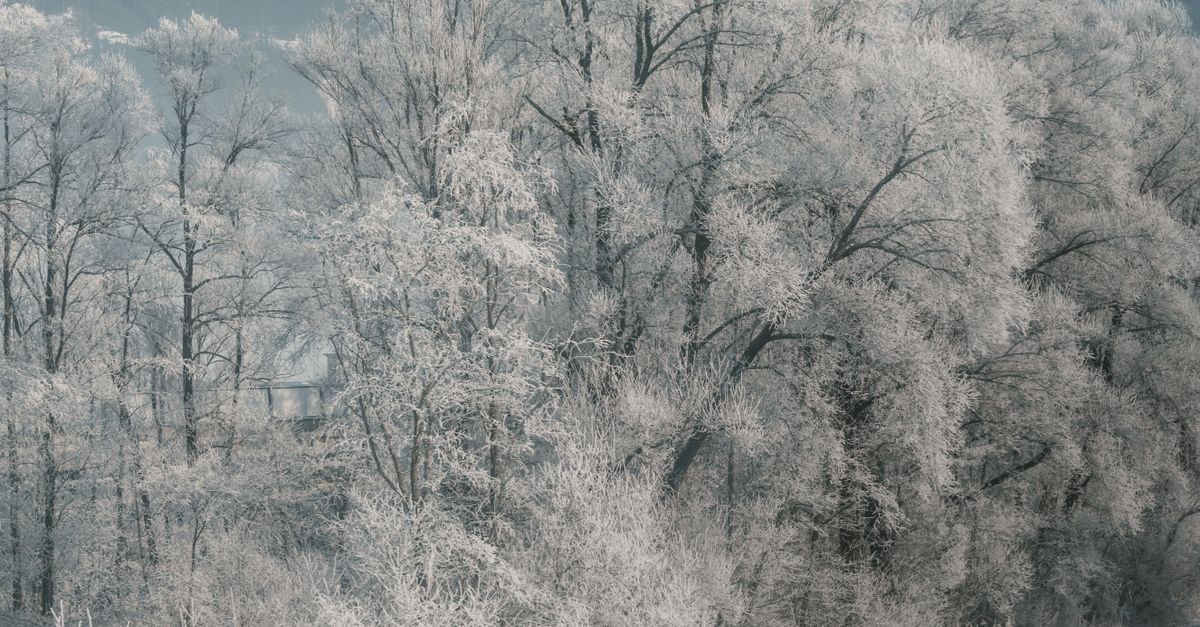 Frosty Winter Landscape with Snow-Covered Trees · Free Stock Photo