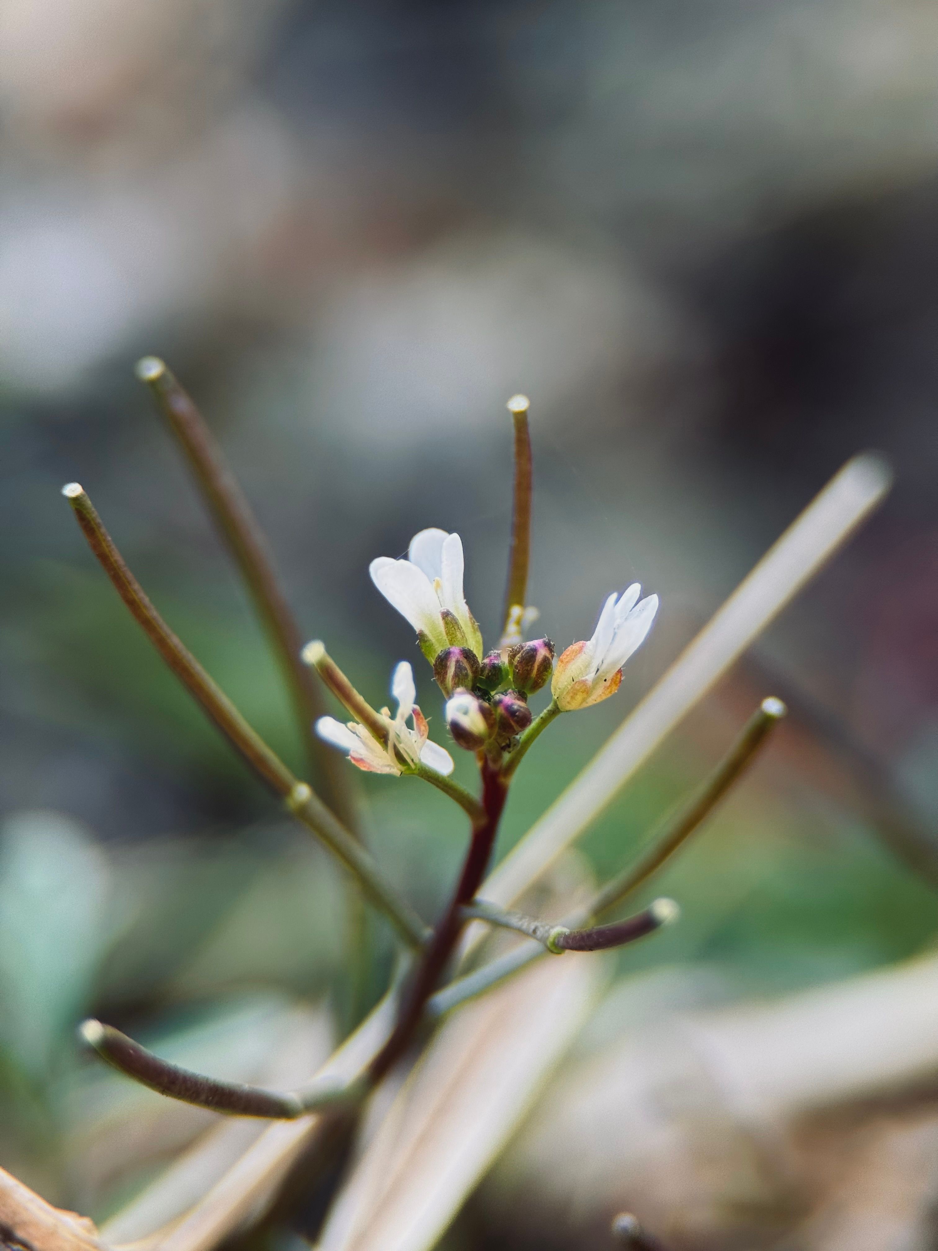 Close-up of Delicate White Wildflower in Bloom · Free Stock Photo