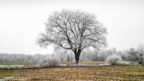 Free A solitary tree covered in frost stands majestically in a Sittard, Limburg winter landscape. Stock Photo