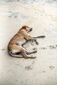 A serene stray dog enjoys resting on a sandy beach, capturing a tranquil moment.