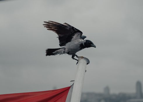 crow photo