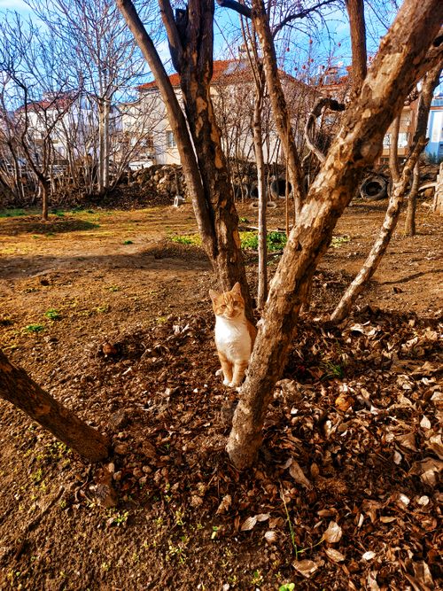 Free A ginger cat sits among leafless trees in a backyard during autumn. Stock Photo