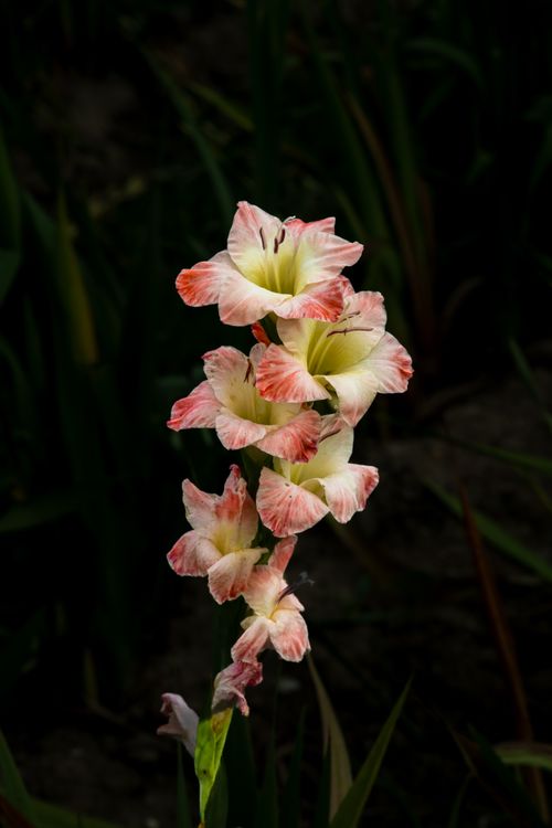 Free Close-up of a pink gladiolus flower blooming in a garden, showcasing delicate petals. Stock Photo