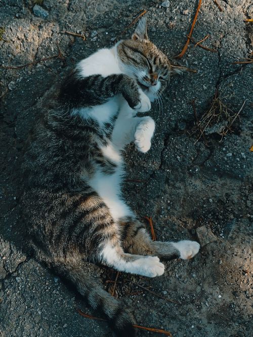 Free A calm tabby cat enjoying the warmth of the sun on a rough pavement surface. Stock Photo