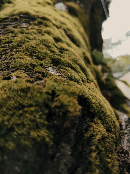 Free Detailed view of lush green moss covering a tree trunk, showcasing nature's texture. Stock Photo