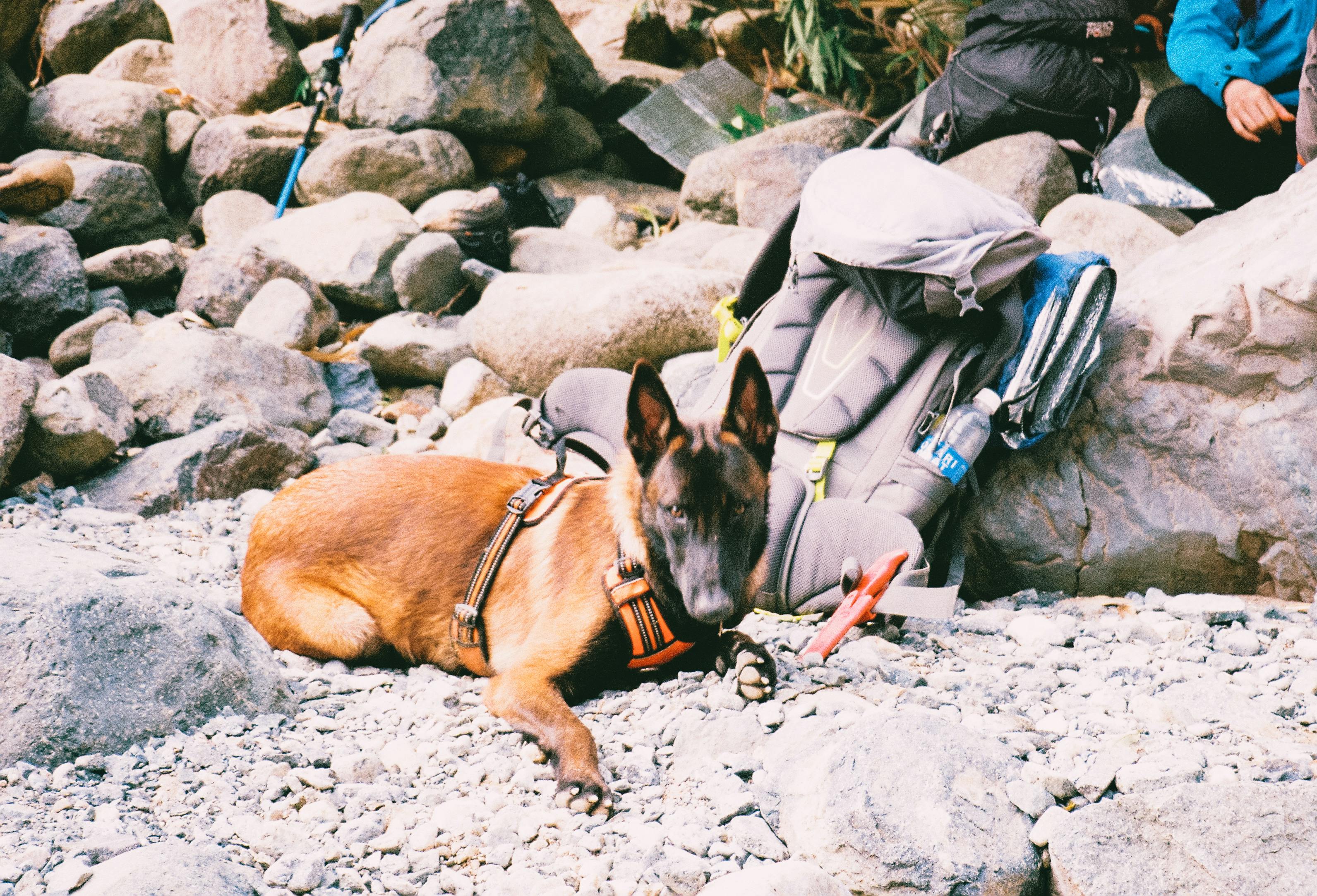 A Belgian Malinois dog relaxing next to hiking equipment in a rocky outdoor setting.