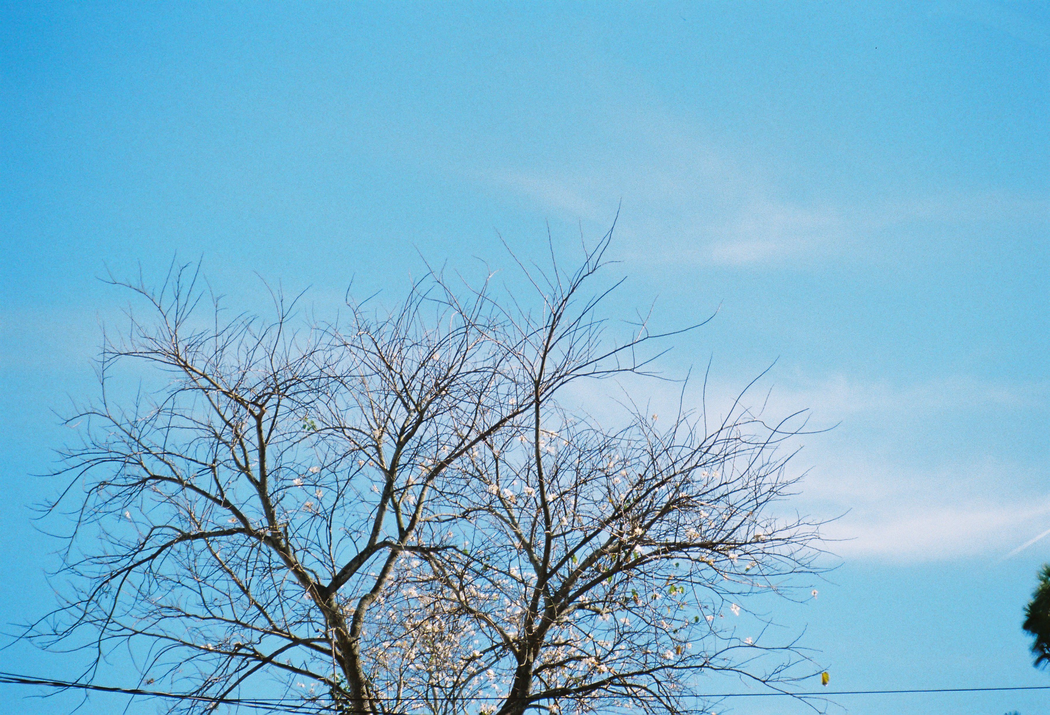 Bare Tree Against Clear Blue Winter Sky · Free Stock Photo