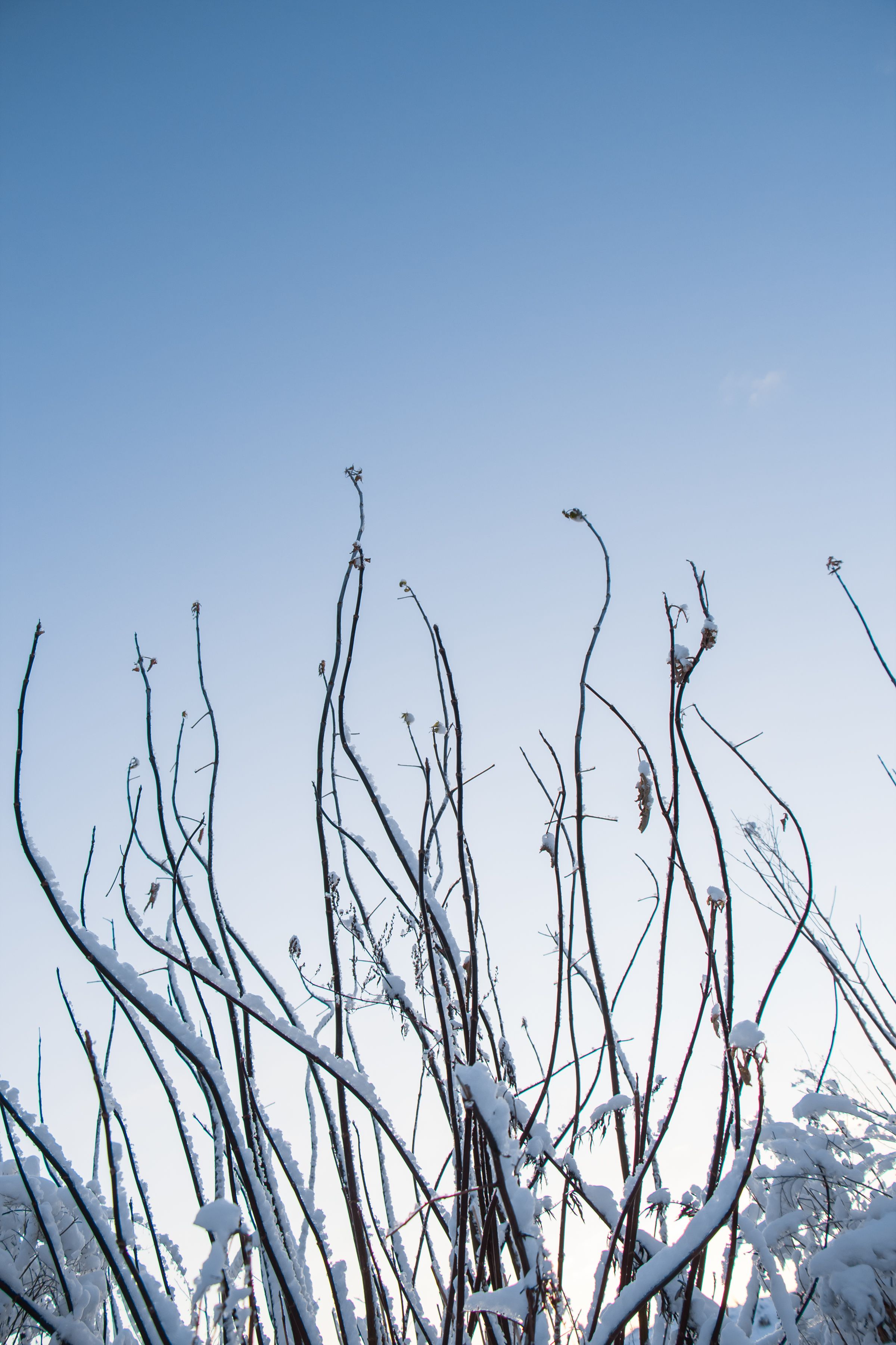 Winter Branches Against a Clear Blue Sky · Free Stock Photo